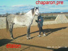 Chaparon PRE 6 ans